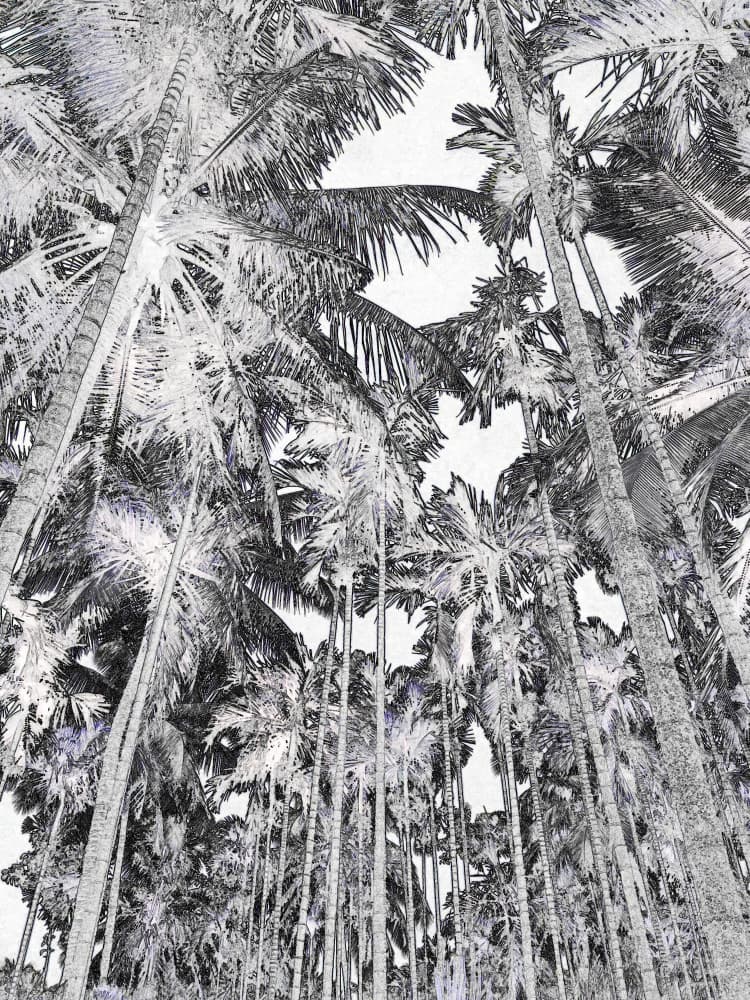 Upward Palm Grove by Santhosh ch — canvas wall art