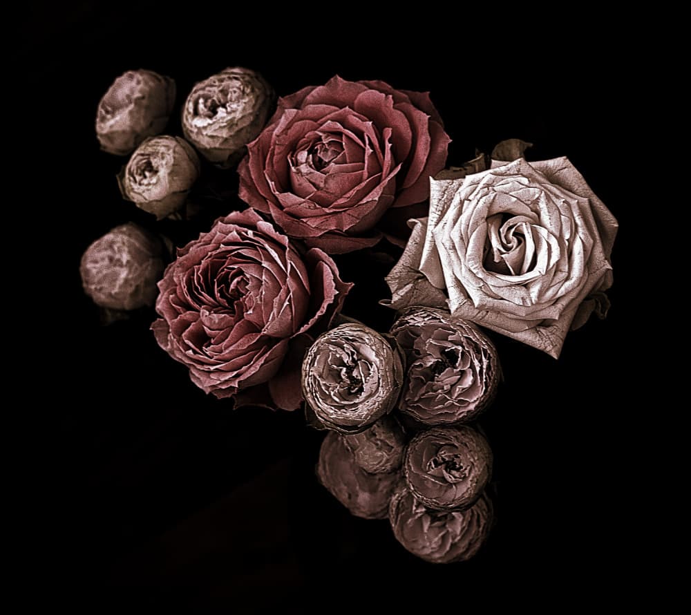 Dark Vintage Roses by Angel Julie — canvas wall art