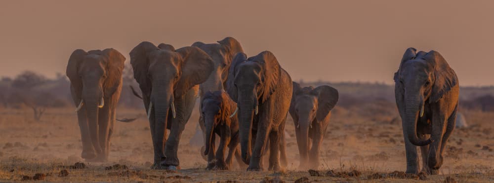 Elephants Golden Hour by Jannes Drotsky — canvas wall art