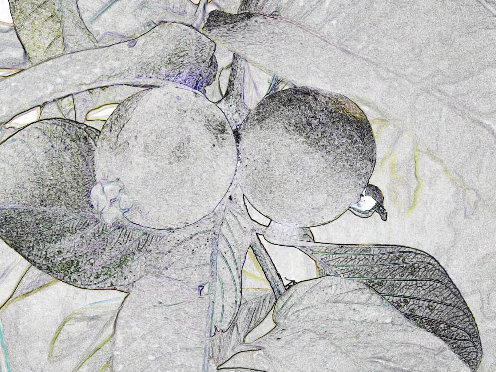Tropical Guava Sketch by Santhosh ch — canvas wall art