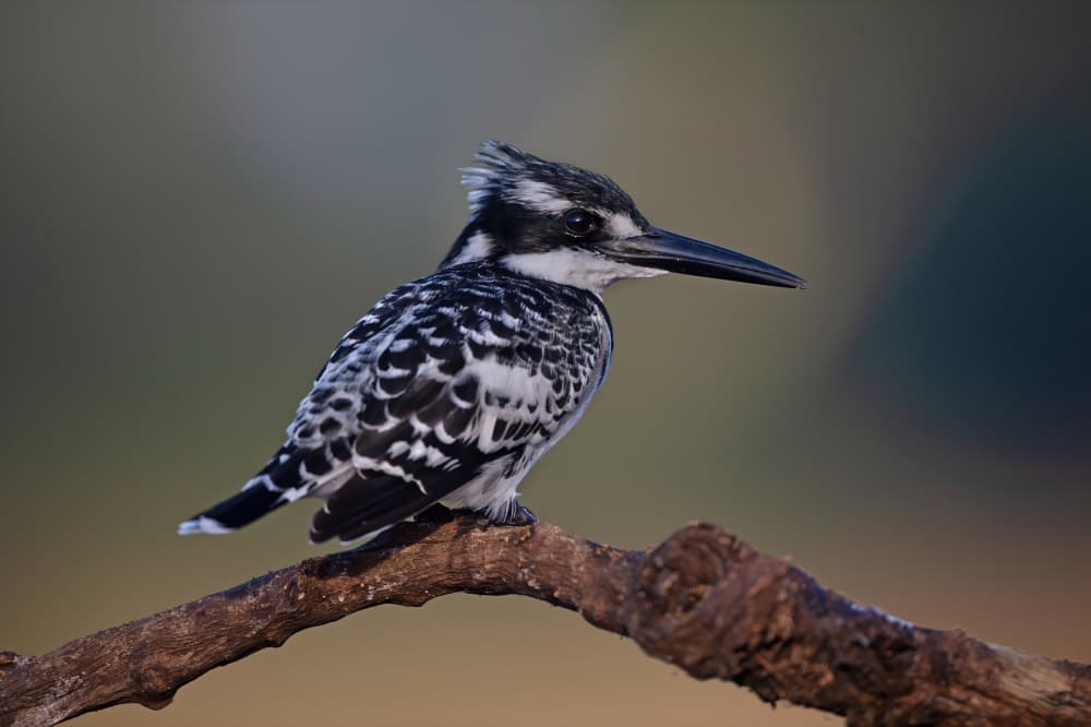 Pied Kingfisher Perched by Marco Pozzi — canvas wall art