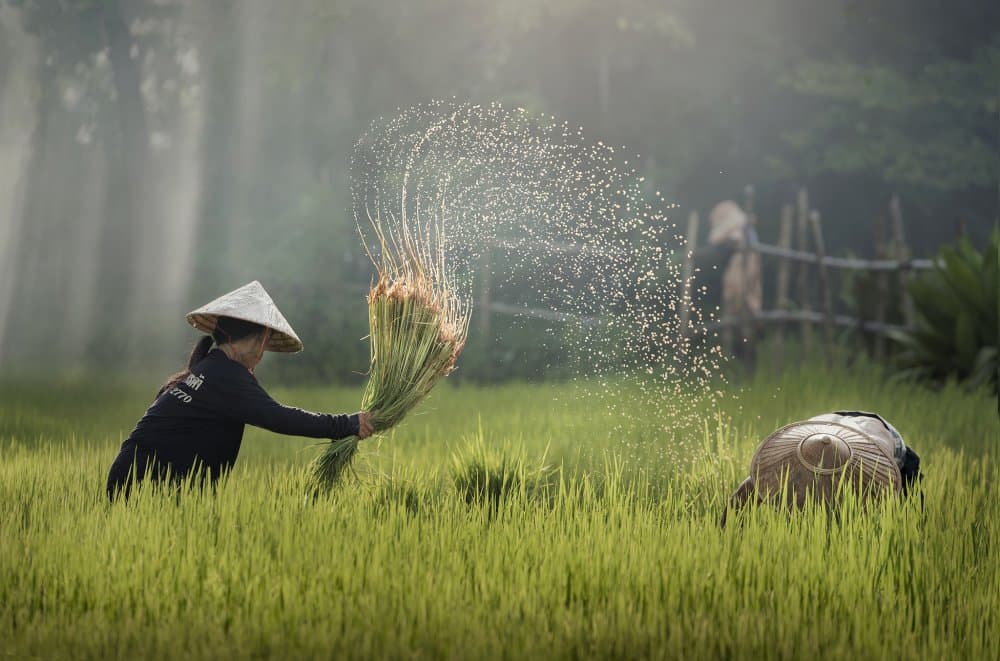 Farmers Planting Rice Field by Sarawut Intarob — canvas wall art