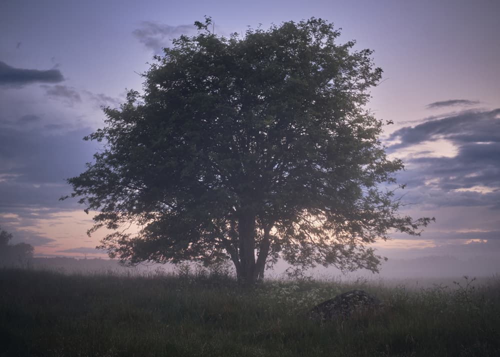 Misty Twilight Tree by Hamed Bank — canvas wall art