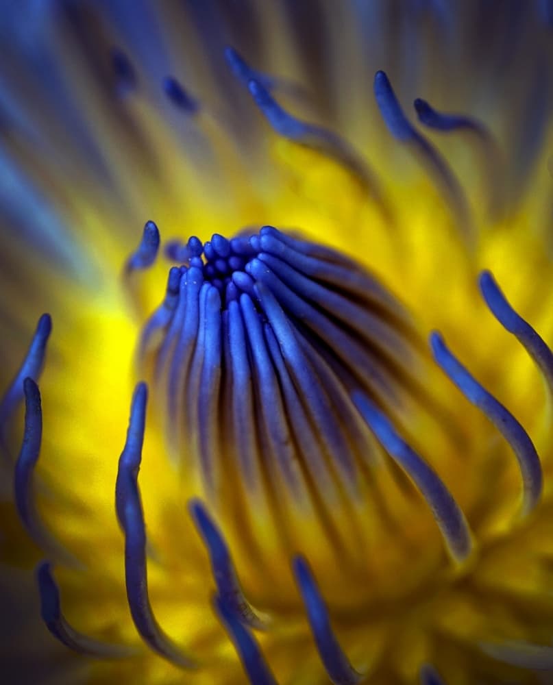 Vivid Blue Waterlily by Antonyus Bunjamin (Abe) — canvas wall art