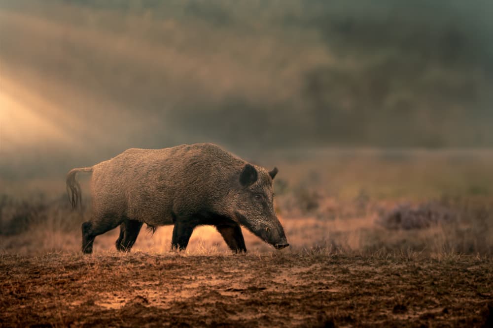 Wild Boar Misty Landscape by Gert J ter Horst — canvas wall art