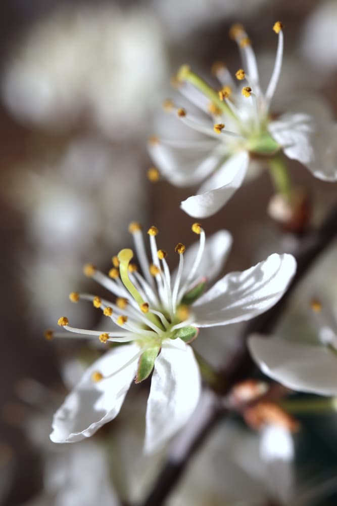 Delicate Spring Blossoms by Rosana Laiz Blursbyai — canvas wall art