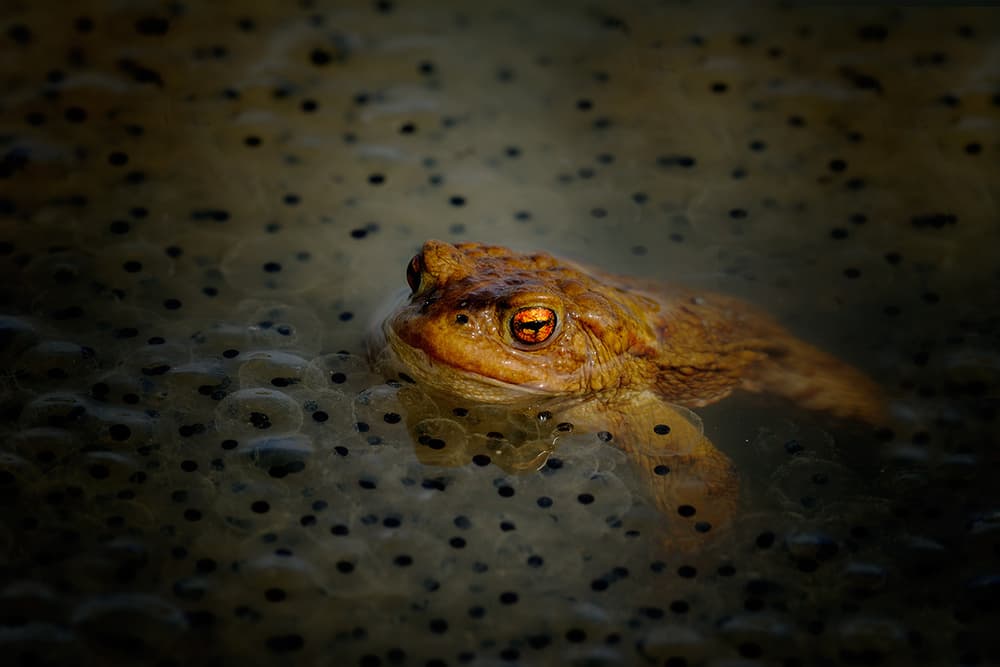 Orange Eyed Toad by Roberto Marini — canvas wall art