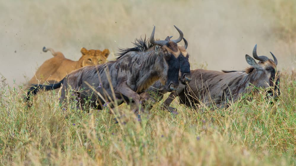 Lioness Chasing Wildebeest by Mohammed Alnaser — canvas wall art