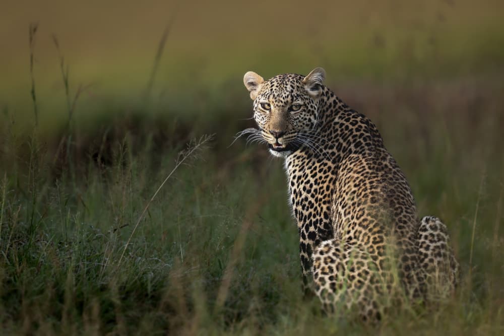 Majestic Leopard Stare by Roshkumar — canvas wall art
