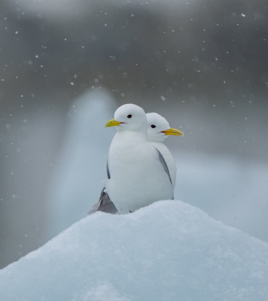 Kittiwakes on Ice by Manish Nagpal — canvas wall art