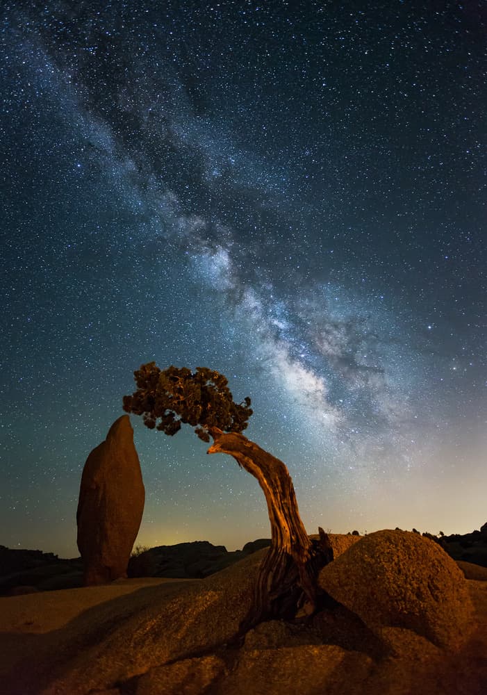 Milky Way Over Lone Tree by Willa Wei — canvas wall art