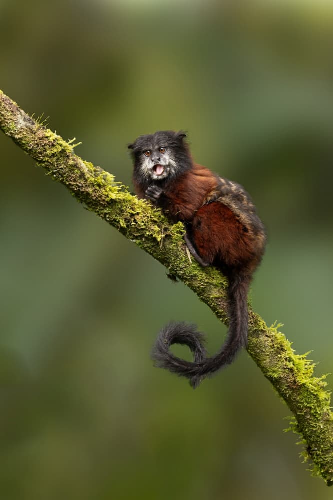 Small Monkey Calling by Bill Lu — canvas wall art