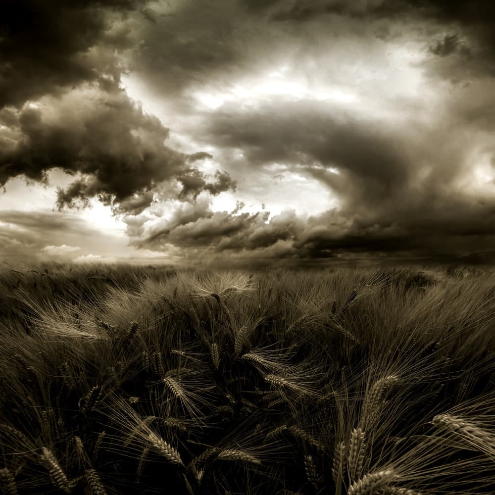 Stormy Wheat Field by Franziskus Pfleghart — canvas wall art