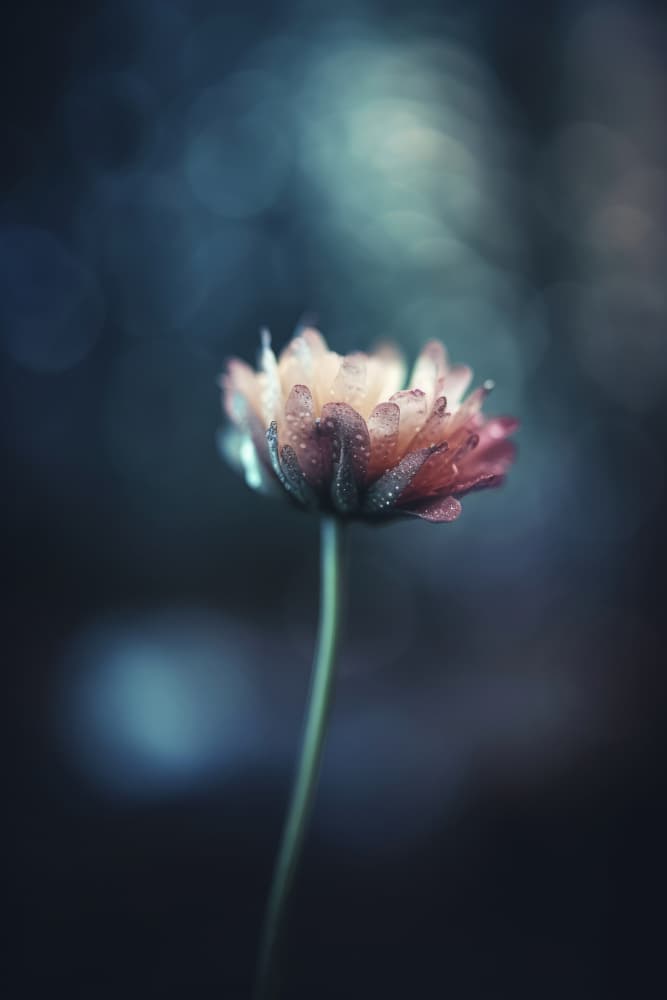 Dew-Kissed Blossom by Treechild — canvas wall art