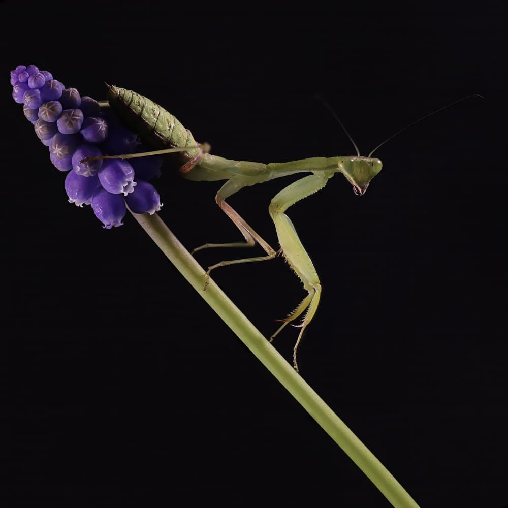 Praying Mantis on Purple Flower by David Bennion — canvas wall art