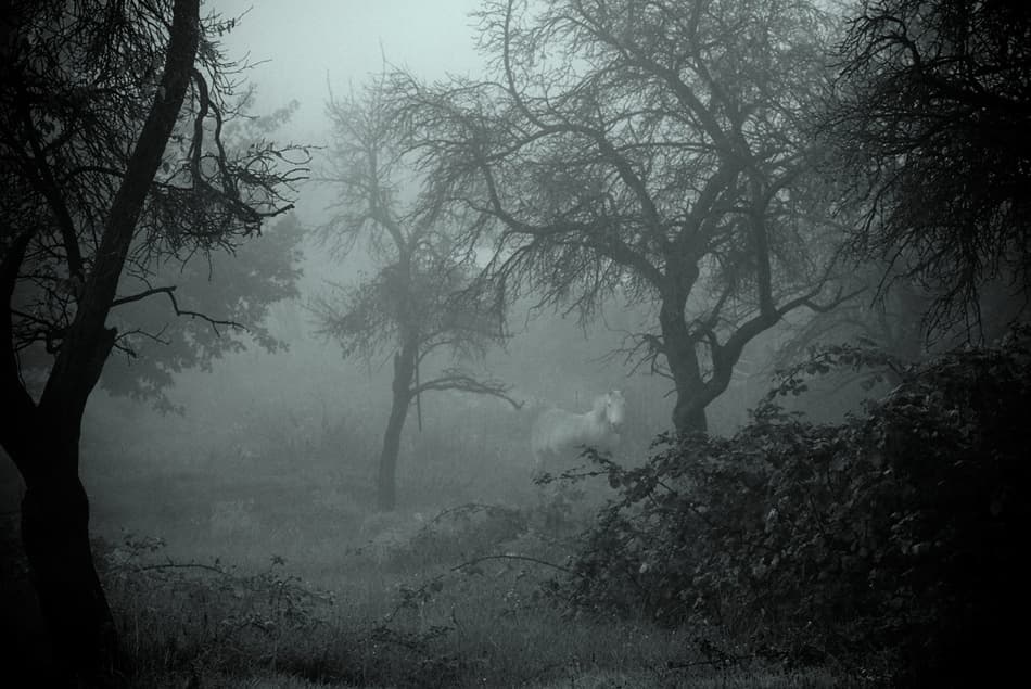 Misty Forest Horse by ArtFiction (Andre Gehrmann) — canvas wall art