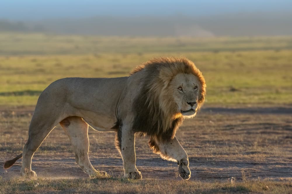 Golden Mane Lion by Jennifer Lu — canvas wall art