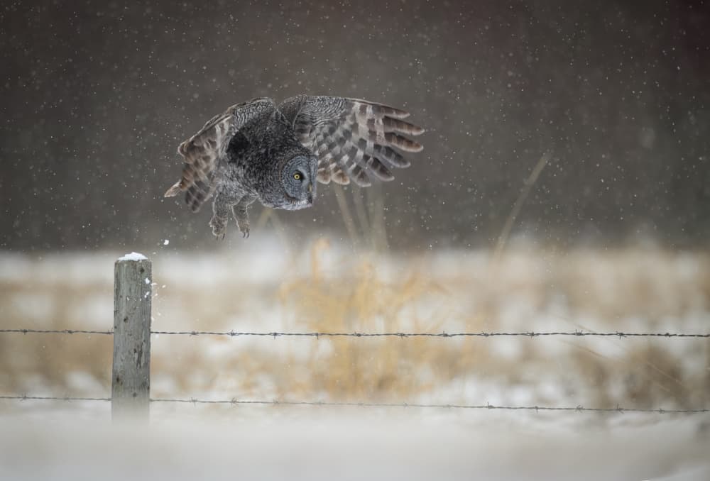 Great Gray Owl Snow Flight by Eugene Zhu — canvas wall art