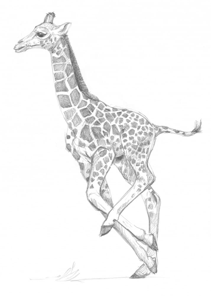 Giraffe by Isabelle Brent — canvas wall art