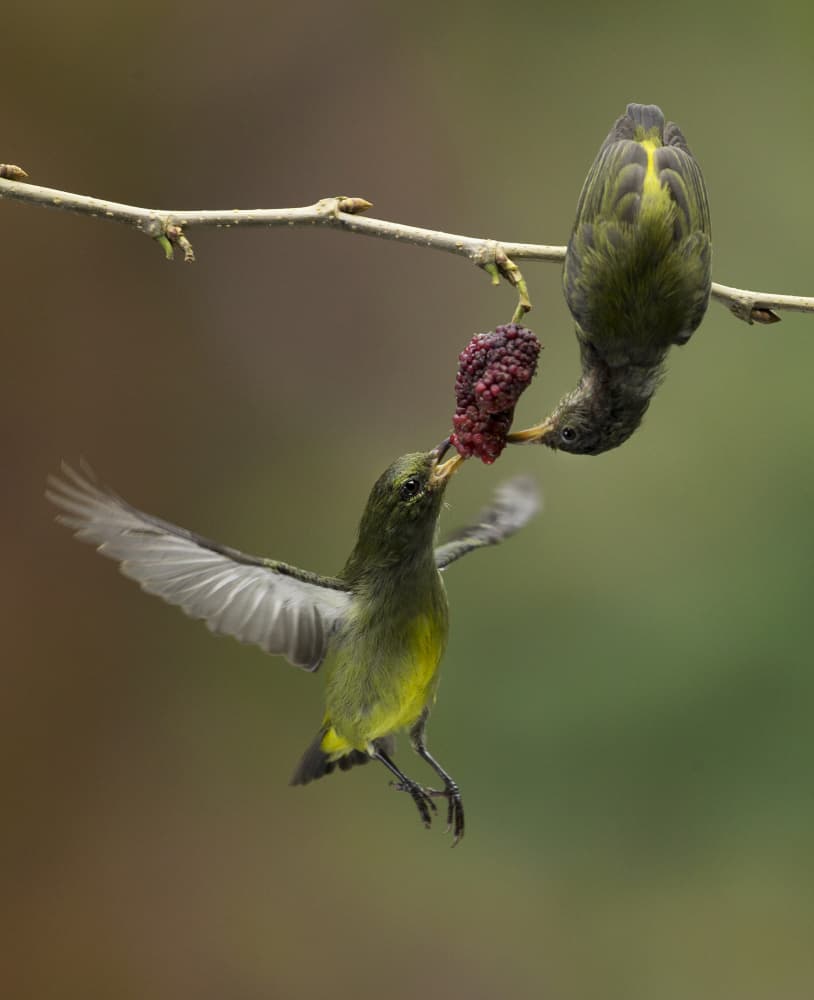 Sunbirds Sharing Berry by Angela Muliani Hartojo — canvas wall art