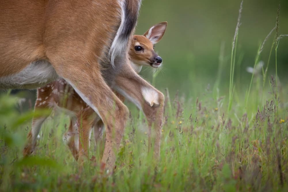 Baby Deer Peeking by Nick Kalathas — canvas wall art