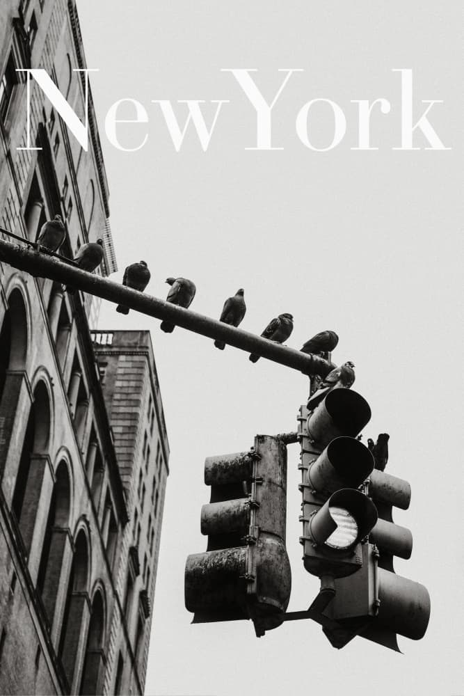 NYC Doves by Rikard Martin — canvas wall art