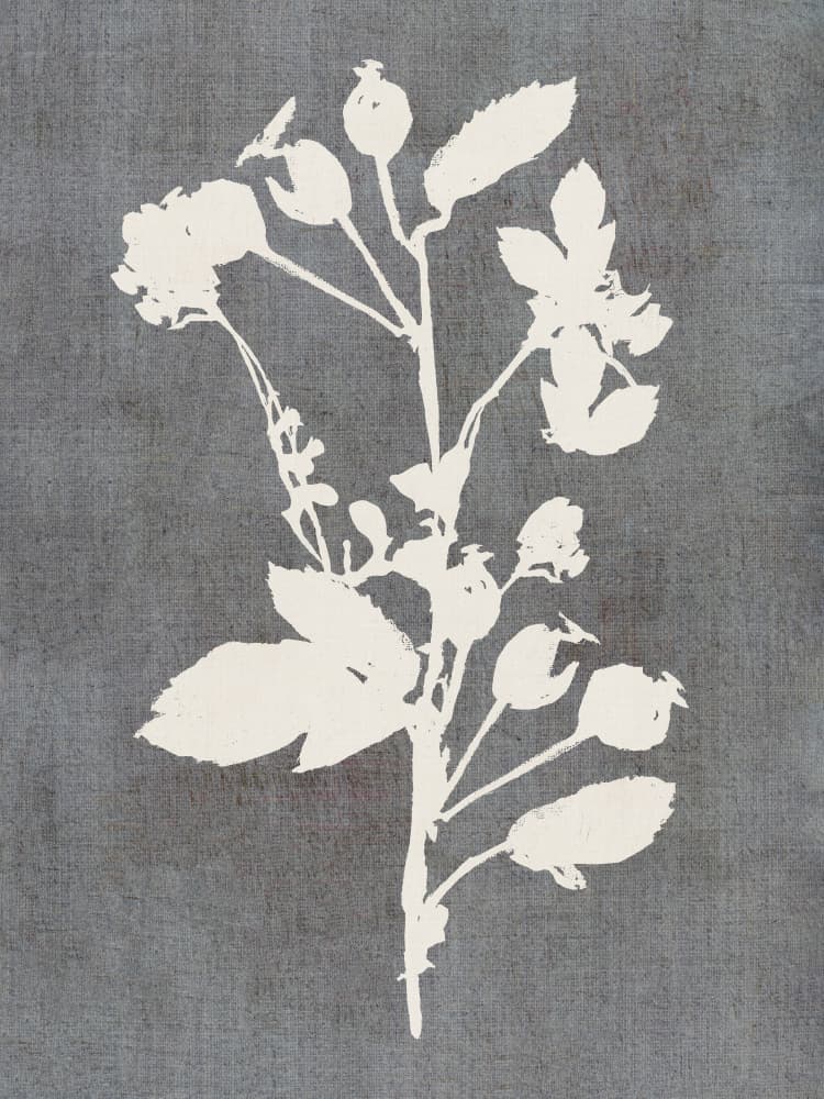 Botanical Rose Silhouette by cartissi — canvas wall art