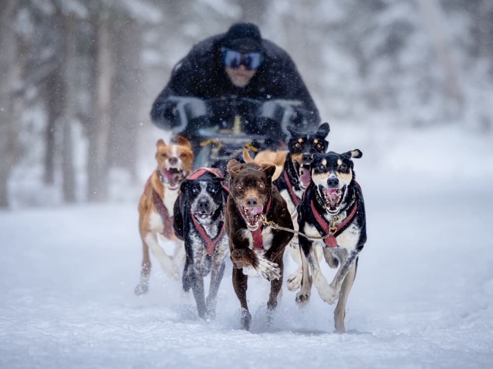Winter Sled Dog Race by Steven Zhou — canvas wall art