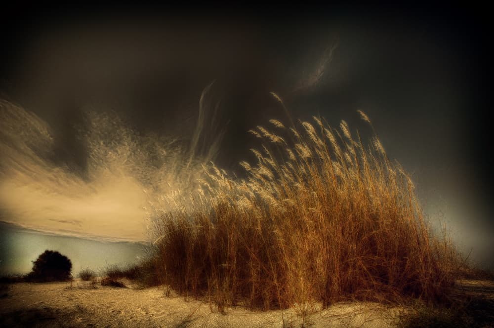 Windswept Golden Grass by Miki Meir Levi — canvas wall art