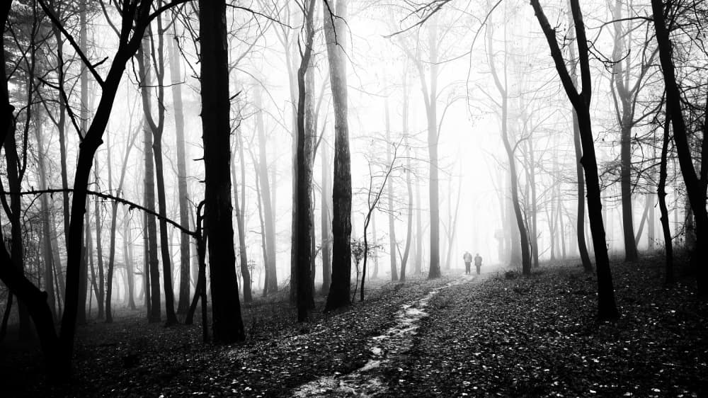 Misty Woodland Walk by Julien Oncete — canvas wall art