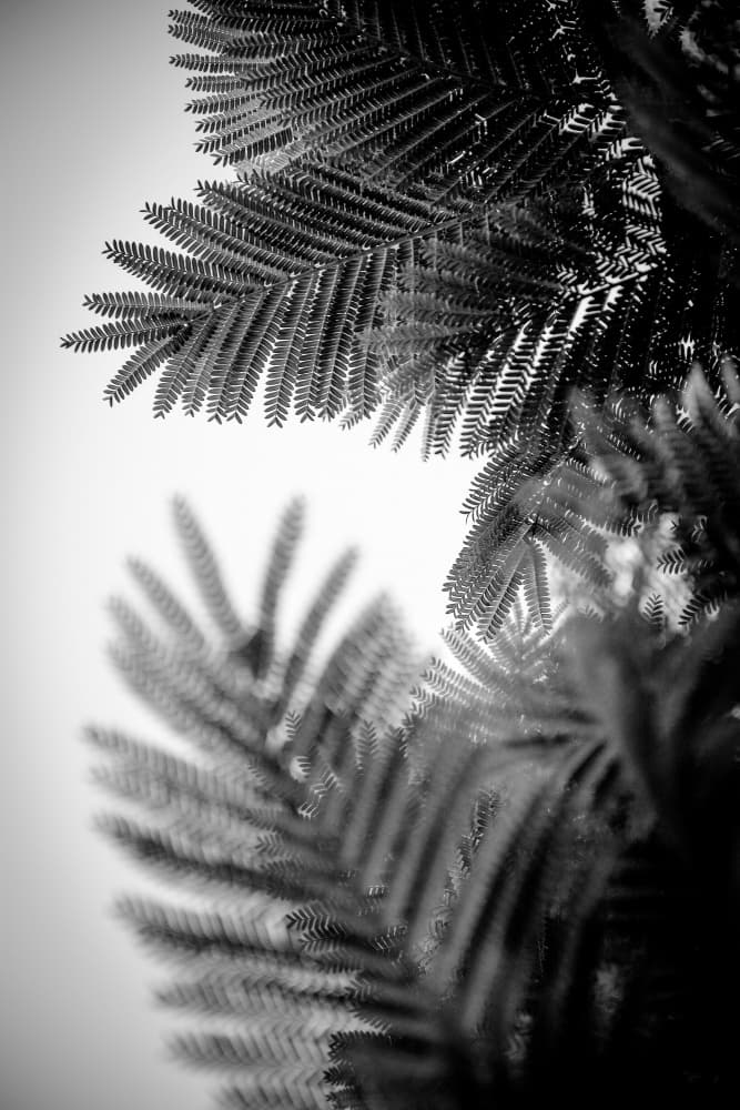Delicate Monochrome Foliage by Tal Paz-Fridman — canvas wall art