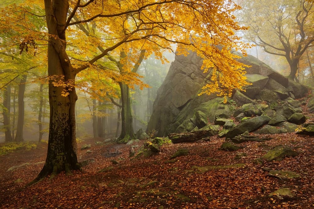 Misty Autumn Forest by Daniel Řeřicha — canvas wall art