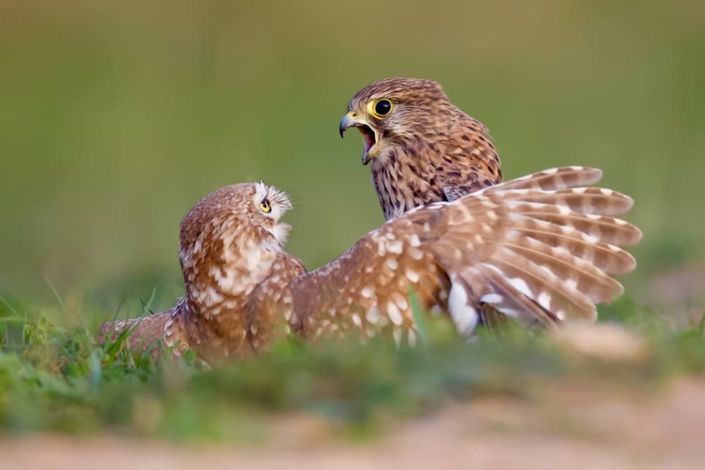 Kestrel Owl Confrontation by David Manusevich — canvas wall art