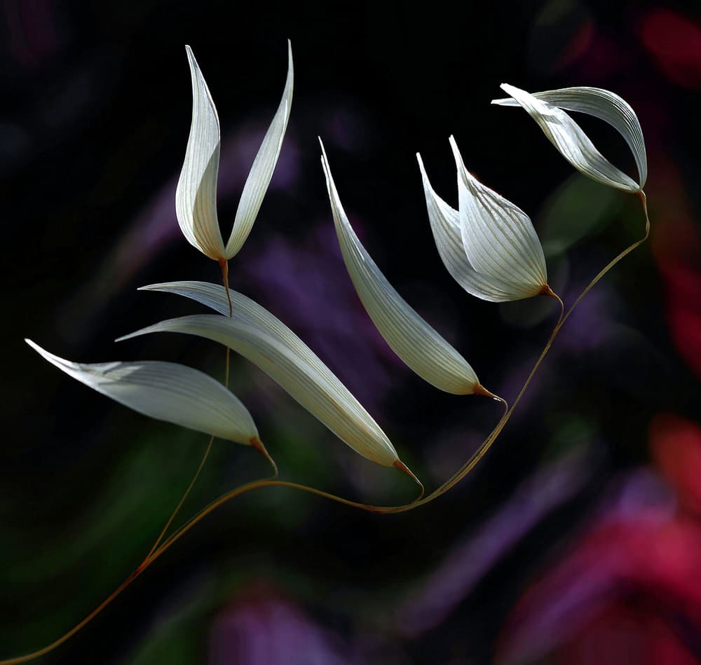 Graceful Botanical Glow by Thierry Dufour — canvas wall art