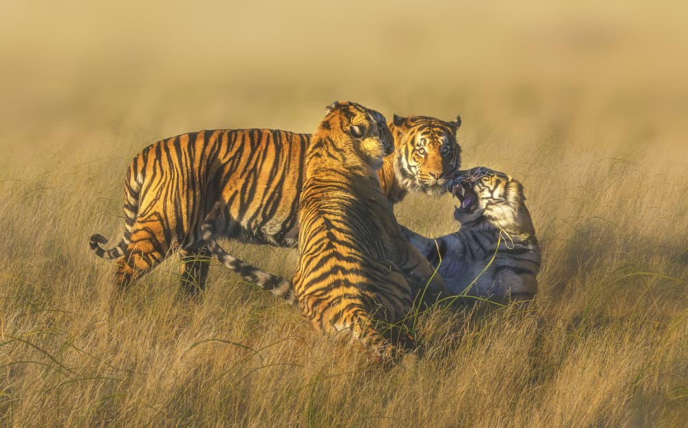 Three Wild Tigers by Yang Jiao — canvas wall art