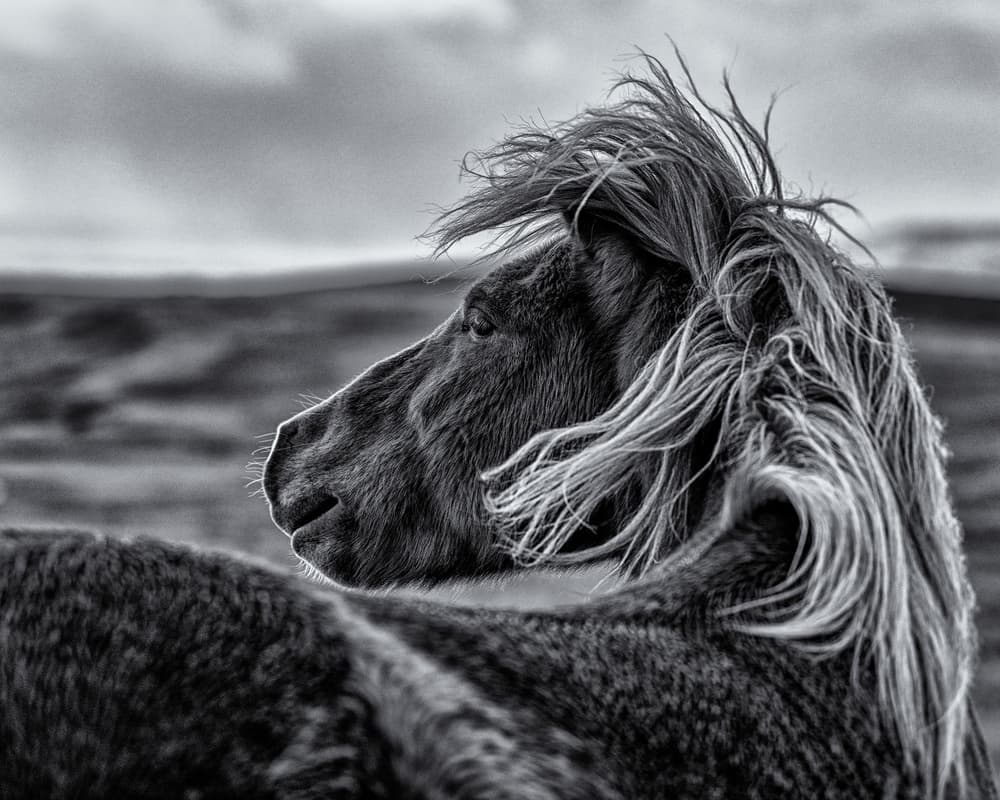 Wild Horse Mane by Sunny Ding — canvas wall art