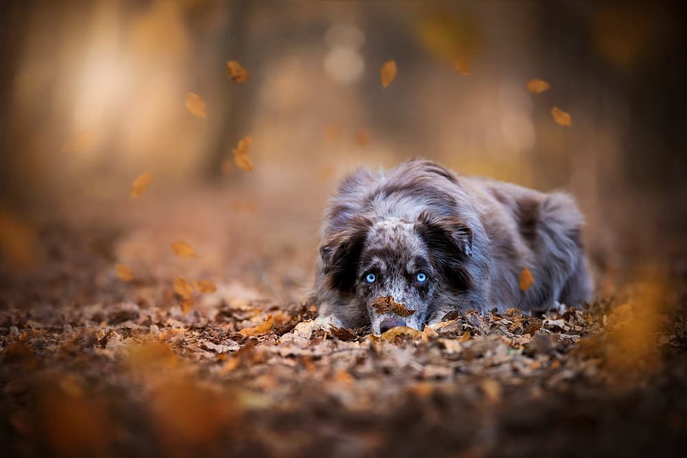 Blue Eyed Autumn Dog by Dejana — canvas wall art