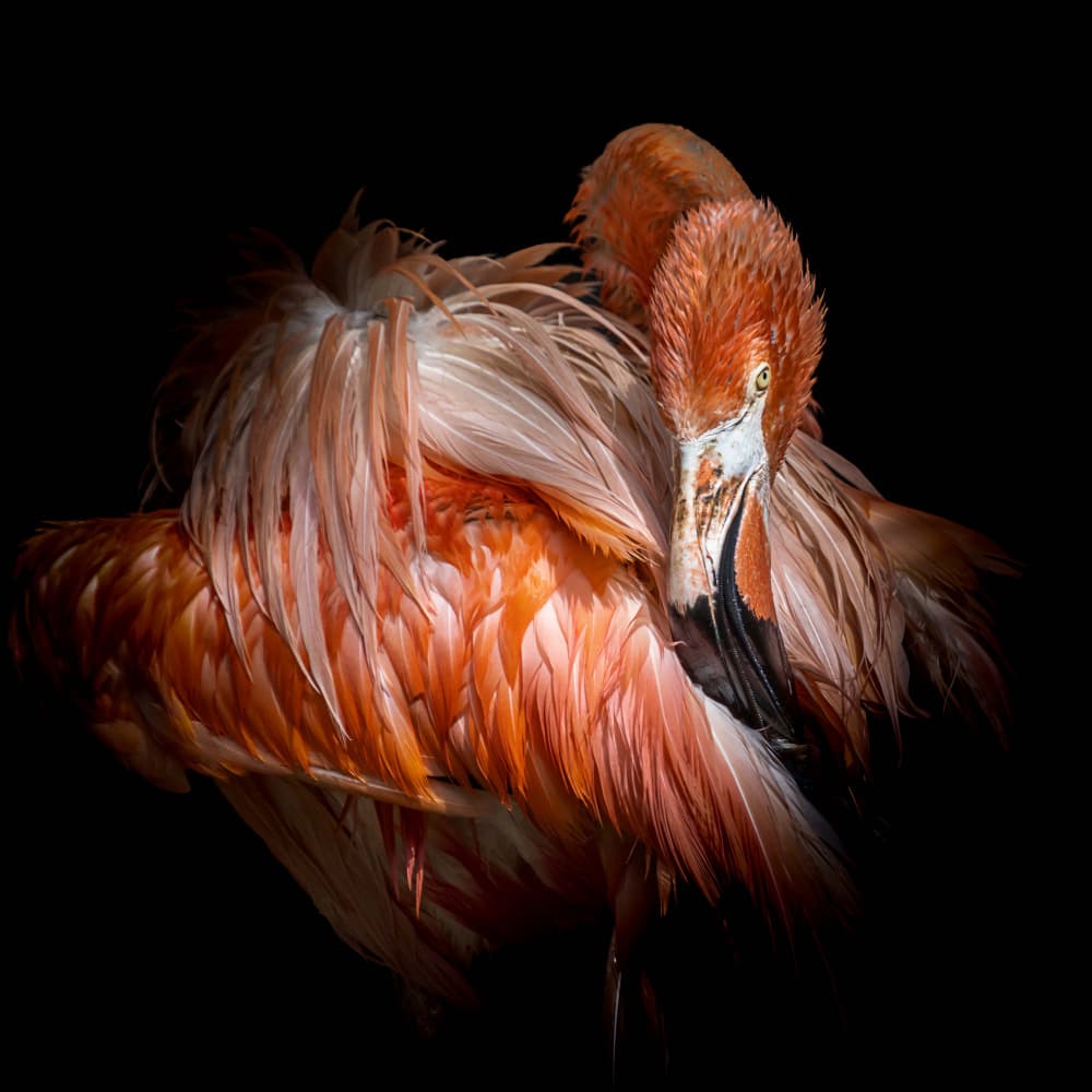 Vibrant Flamingo Portrait by Vitor Martins — canvas wall art