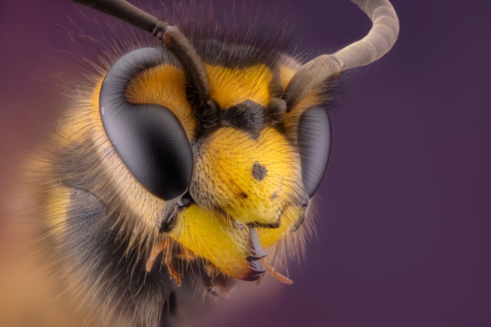 Fuzzy Wasp Face by Rico Cavallo — canvas wall art