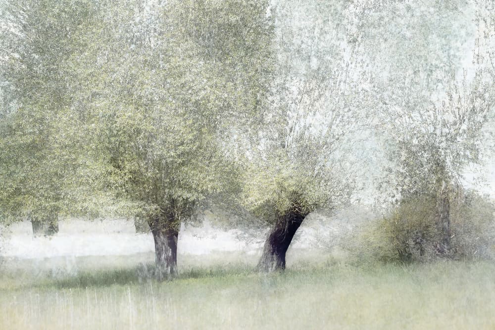 Young green by Nel Talen — canvas wall art