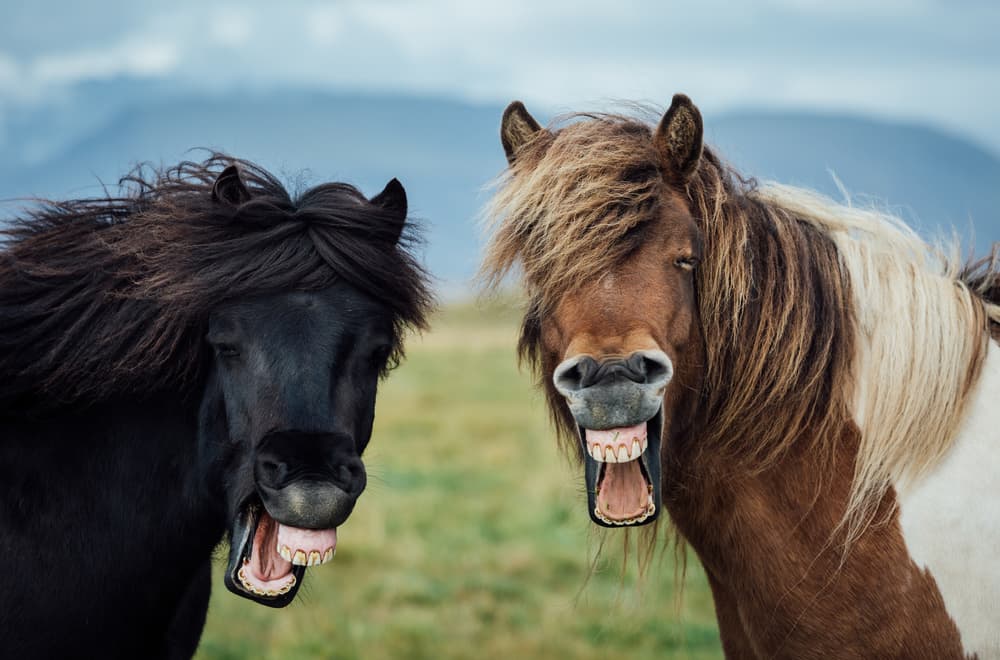 Funny Horses Laughing by Nir Amos — canvas wall art