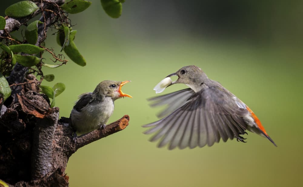 Wildlife Feeding Flight by Angela Muliani Hartojo — canvas wall art
