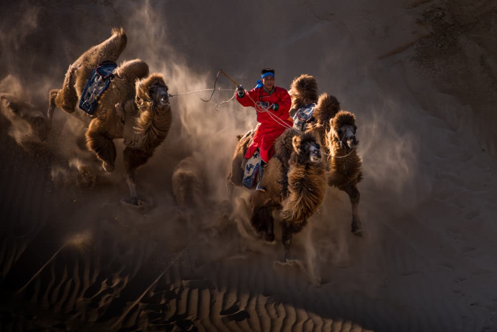 Camels Through Desert Dust by Grace Guo APA — canvas wall art