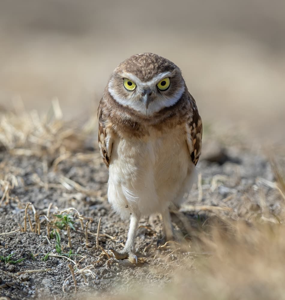 Intense Burrowing Owl by Judy Tseng — canvas wall art