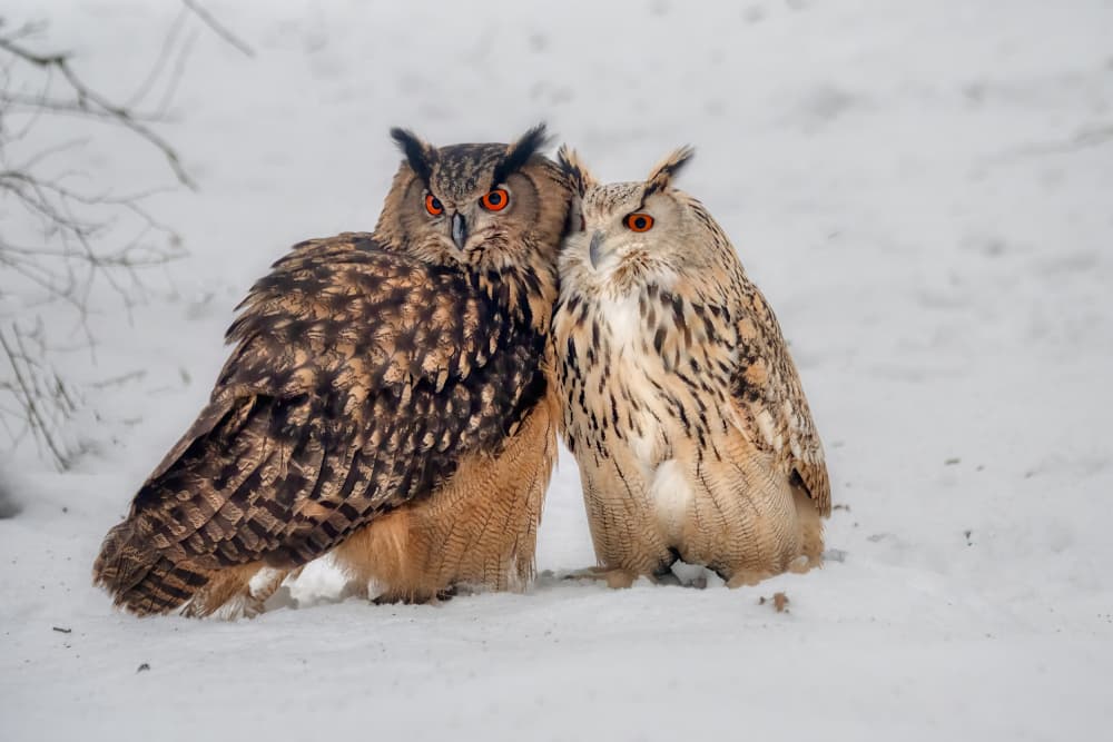 Winter Owl Companions by Piet Haaksma — canvas wall art