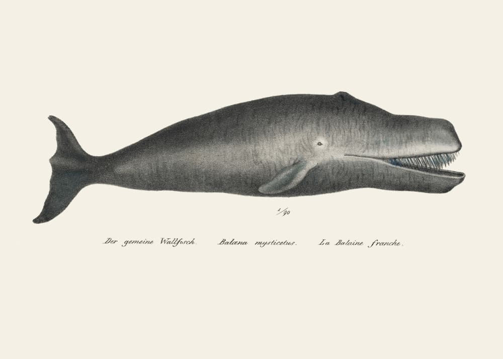 Whale Ii Antique Handcolored Sealife Lithograph 1824
