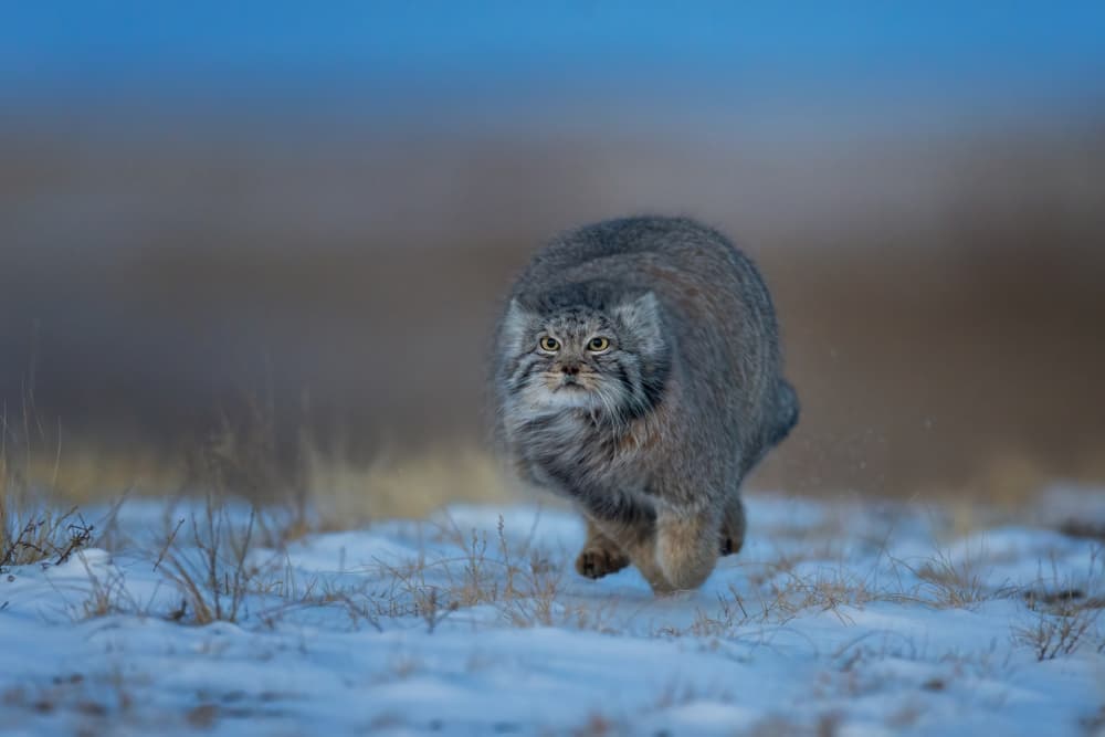 Fluffy Pallas Cat Running by Max Wang — canvas wall art