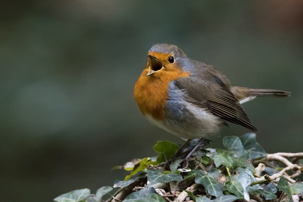 Vibrant Singing Robin by alberti Patrick — canvas wall art