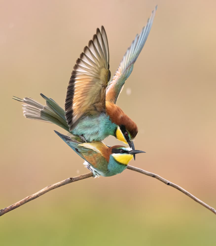Vibrant Bee-eaters Mating by Marco Barisone — canvas wall art