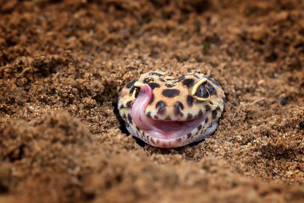 Leopard Gecko Licks Eye by Fauzan Maududdin — canvas wall art
